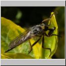 Neoitamus cyanurus - Raubfliege w08.jpg